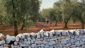 tipica e ricca piantagione di olive